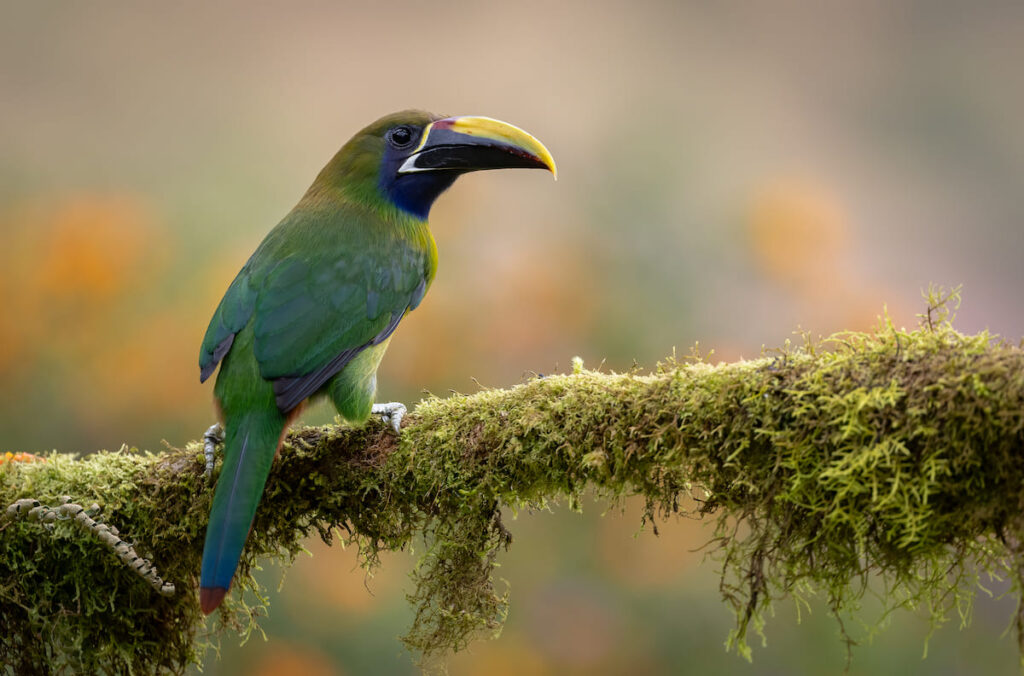 Tucán en la selva de Costa Rica